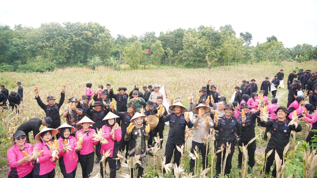 67a071916d3ac-panen-raya-jagung-di-sragen_1265_711